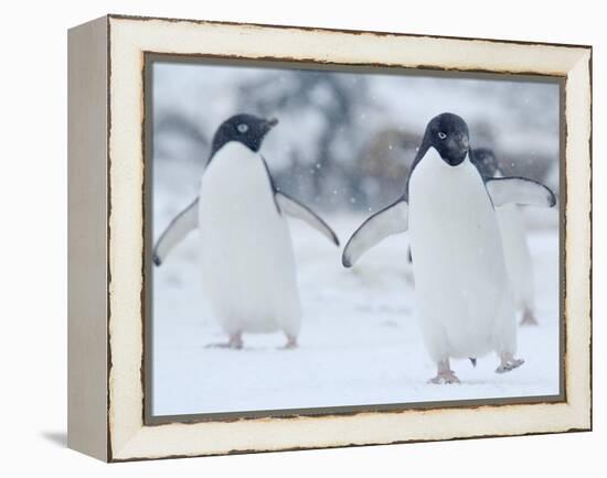 Two Adelie Penguins Walking on Snow, Antarctica-Edwin Giesbers-Framed Premier Image Canvas