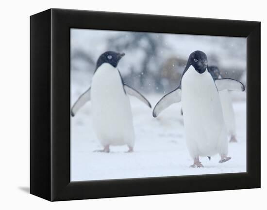 Two Adelie Penguins Walking on Snow, Antarctica-Edwin Giesbers-Framed Premier Image Canvas