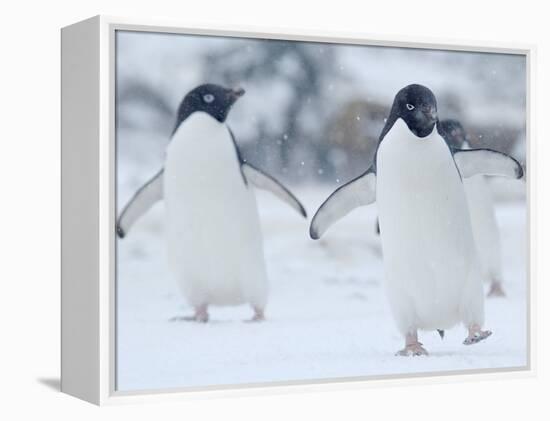Two Adelie Penguins Walking on Snow, Antarctica-Edwin Giesbers-Framed Premier Image Canvas