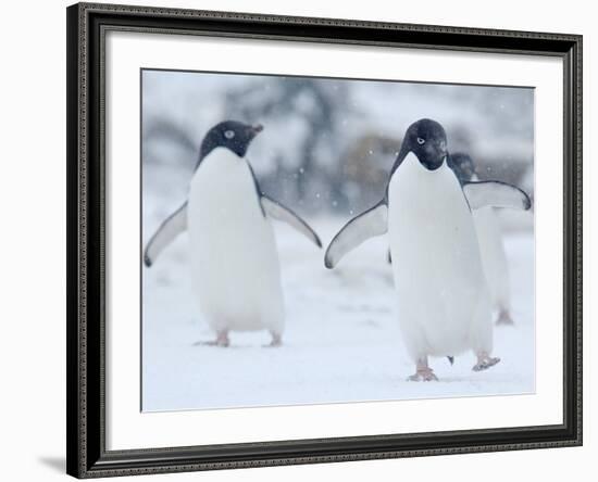 Two Adelie Penguins Walking on Snow, Antarctica-Edwin Giesbers-Framed Photographic Print