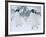 Two Adelie Penguins Walking on Snow, Antarctica-Edwin Giesbers-Framed Photographic Print