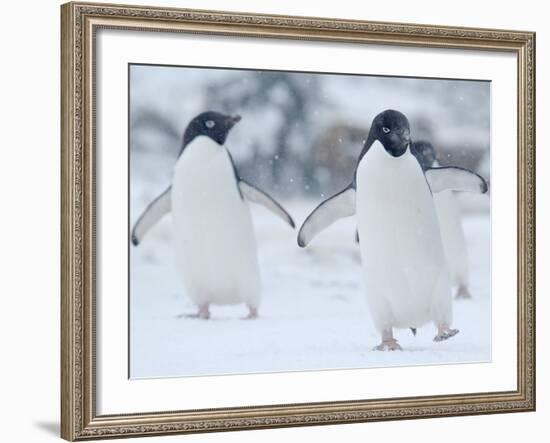 Two Adelie Penguins Walking on Snow, Antarctica-Edwin Giesbers-Framed Photographic Print