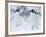 Two Adelie Penguins Walking on Snow, Antarctica-Edwin Giesbers-Framed Photographic Print