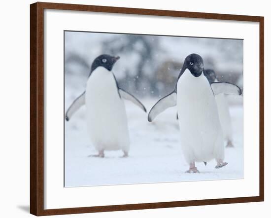 Two Adelie Penguins Walking on Snow, Antarctica-Edwin Giesbers-Framed Photographic Print