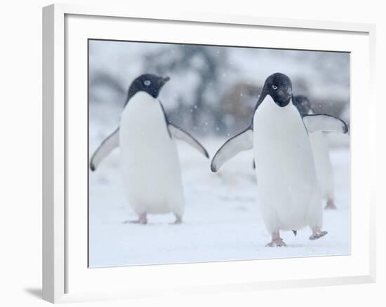 Two Adelie Penguins Walking on Snow, Antarctica-Edwin Giesbers-Framed Photographic Print