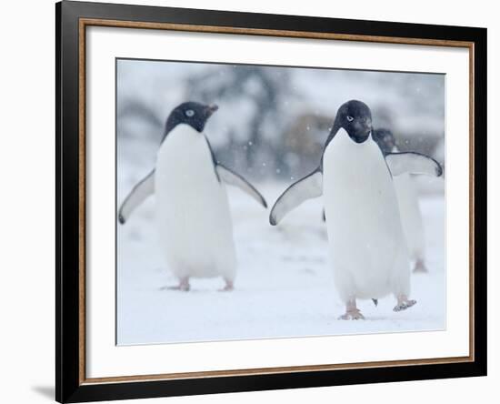 Two Adelie Penguins Walking on Snow, Antarctica-Edwin Giesbers-Framed Photographic Print