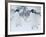 Two Adelie Penguins Walking on Snow, Antarctica-Edwin Giesbers-Framed Photographic Print