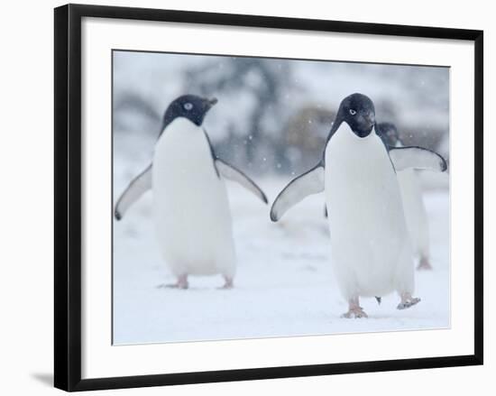 Two Adelie Penguins Walking on Snow, Antarctica-Edwin Giesbers-Framed Photographic Print