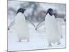 Two Adelie Penguins Walking on Snow, Antarctica-Edwin Giesbers-Mounted Photographic Print
