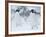 Two Adelie Penguins Walking on Snow, Antarctica-Edwin Giesbers-Framed Photographic Print