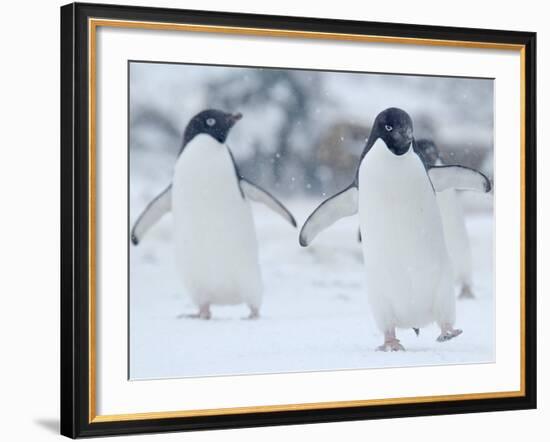 Two Adelie Penguins Walking on Snow, Antarctica-Edwin Giesbers-Framed Photographic Print