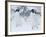 Two Adelie Penguins Walking on Snow, Antarctica-Edwin Giesbers-Framed Photographic Print