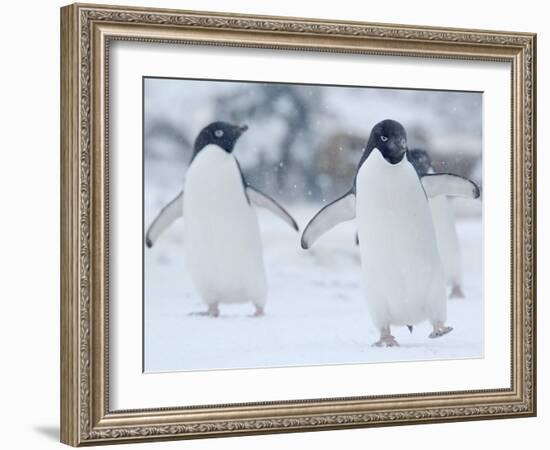 Two Adelie Penguins Walking on Snow, Antarctica-Edwin Giesbers-Framed Photographic Print