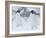 Two Adelie Penguins Walking on Snow, Antarctica-Edwin Giesbers-Framed Photographic Print