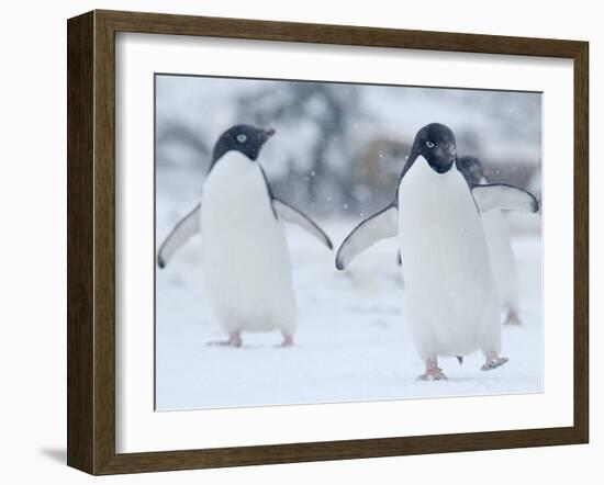 Two Adelie Penguins Walking on Snow, Antarctica-Edwin Giesbers-Framed Photographic Print