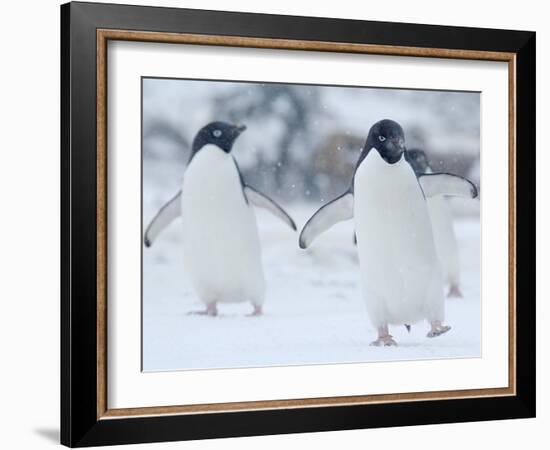 Two Adelie Penguins Walking on Snow, Antarctica-Edwin Giesbers-Framed Photographic Print