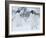 Two Adelie Penguins Walking on Snow, Antarctica-Edwin Giesbers-Framed Photographic Print