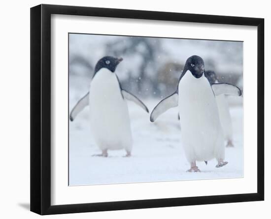 Two Adelie Penguins Walking on Snow, Antarctica-Edwin Giesbers-Framed Photographic Print