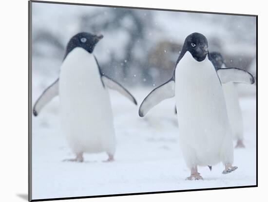 Two Adelie Penguins Walking on Snow, Antarctica-Edwin Giesbers-Mounted Photographic Print
