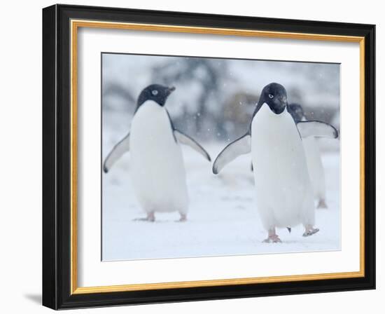 Two Adelie Penguins Walking on Snow, Antarctica-Edwin Giesbers-Framed Photographic Print