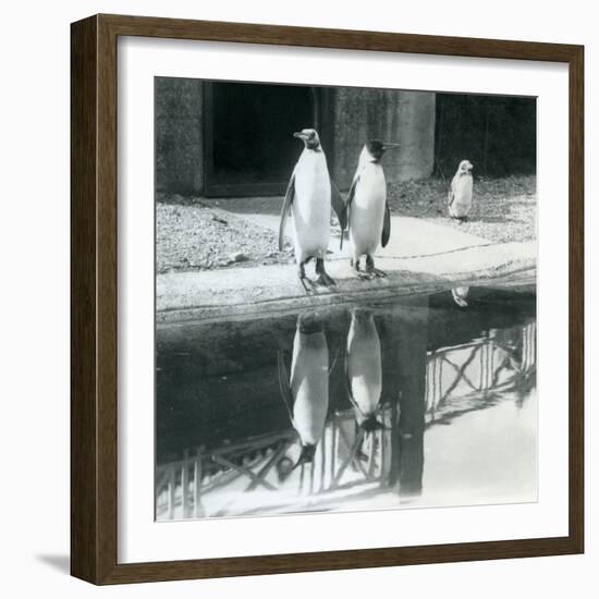 Two Adult King Penguins Standing by their Pool with their Reflections in the Water, London Zoo, 193-Frederick William Bond-Framed Giclee Print
