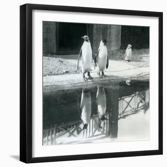 Two Adult King Penguins Standing by their Pool with their Reflections in the Water, London Zoo, 193-Frederick William Bond-Framed Giclee Print