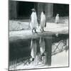 Two Adult King Penguins Standing by their Pool with their Reflections in the Water, London Zoo, 193-Frederick William Bond-Mounted Giclee Print