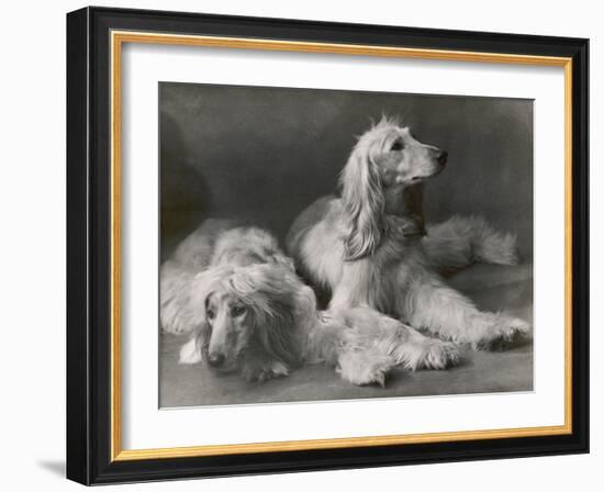 Two Afghans One is the Champion Chankidar-Thomas Fall-Framed Photographic Print