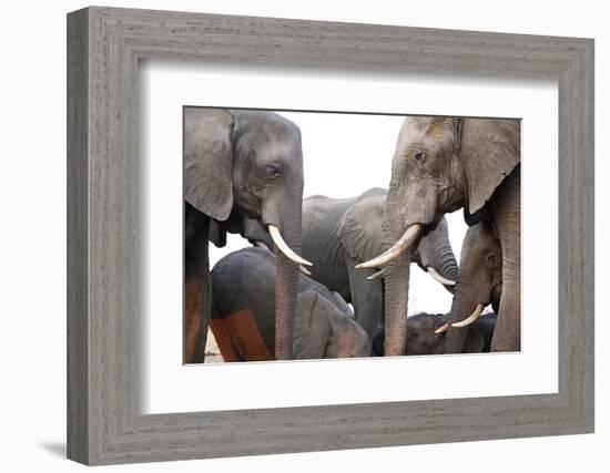 Two African Elephant Cows with Tusks Facing Each Other at a Water Hole in Zimbabwe-Karine Aigner-Framed Photographic Print