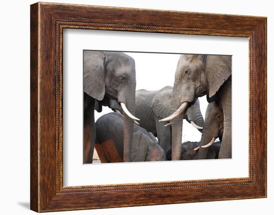 Two African Elephant Cows with Tusks Facing Each Other at a Water Hole in Zimbabwe-Karine Aigner-Framed Photographic Print