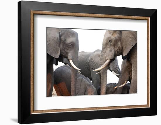 Two African Elephant Cows with Tusks Facing Each Other at a Water Hole in Zimbabwe-Karine Aigner-Framed Photographic Print