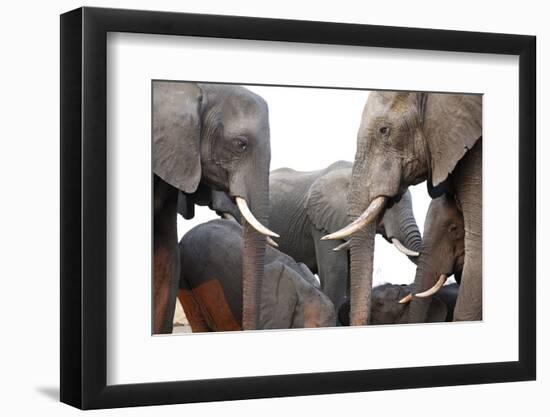 Two African Elephant Cows with Tusks Facing Each Other at a Water Hole in Zimbabwe-Karine Aigner-Framed Photographic Print