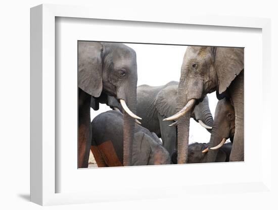 Two African Elephant Cows with Tusks Facing Each Other at a Water Hole in Zimbabwe-Karine Aigner-Framed Photographic Print