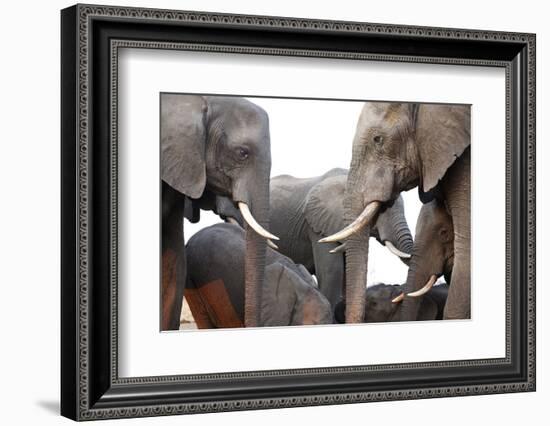 Two African Elephant Cows with Tusks Facing Each Other at a Water Hole in Zimbabwe-Karine Aigner-Framed Photographic Print