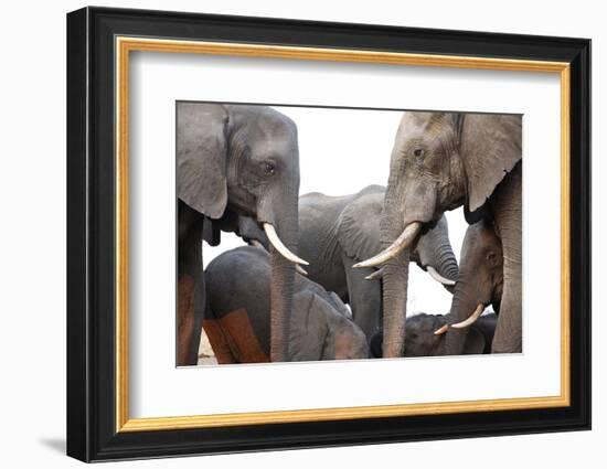 Two African Elephant Cows with Tusks Facing Each Other at a Water Hole in Zimbabwe-Karine Aigner-Framed Photographic Print