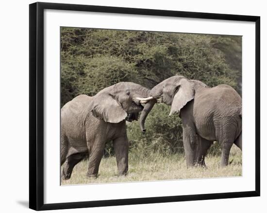 Two African Elephant (Loxodonta Africana) Sparring, Serengeti National Park, Tanzania, East Africa,-James Hager-Framed Photographic Print