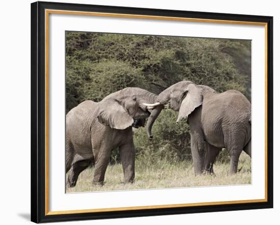 Two African Elephant (Loxodonta Africana) Sparring, Serengeti National Park, Tanzania, East Africa,-James Hager-Framed Photographic Print