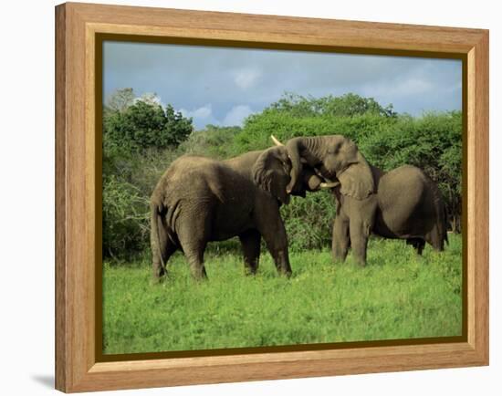 Two African Elephants Greeting, Kruger National Park, South Africa, Africa-Paul Allen-Framed Premier Image Canvas