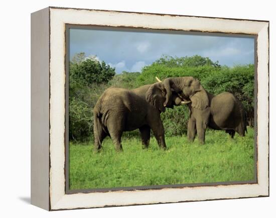 Two African Elephants Greeting, Kruger National Park, South Africa, Africa-Paul Allen-Framed Premier Image Canvas