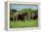 Two African Elephants Greeting, Kruger National Park, South Africa, Africa-Paul Allen-Framed Premier Image Canvas