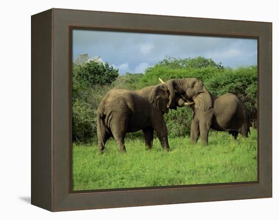 Two African Elephants Greeting, Kruger National Park, South Africa, Africa-Paul Allen-Framed Premier Image Canvas