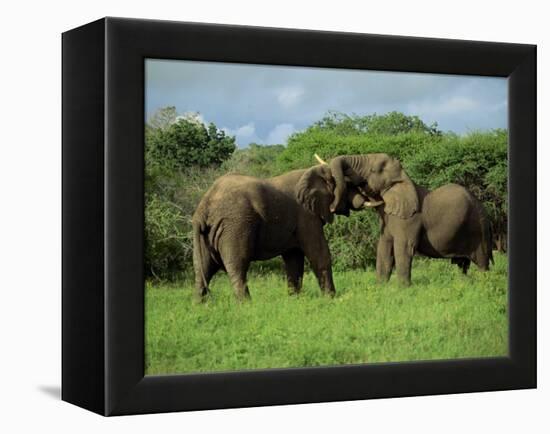 Two African Elephants Greeting, Kruger National Park, South Africa, Africa-Paul Allen-Framed Premier Image Canvas