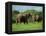 Two African Elephants Greeting, Kruger National Park, South Africa, Africa-Paul Allen-Framed Premier Image Canvas