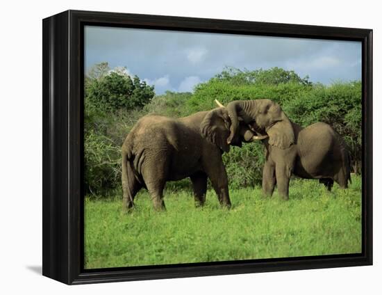 Two African Elephants Greeting, Kruger National Park, South Africa, Africa-Paul Allen-Framed Premier Image Canvas