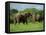 Two African Elephants Greeting, Kruger National Park, South Africa, Africa-Paul Allen-Framed Premier Image Canvas