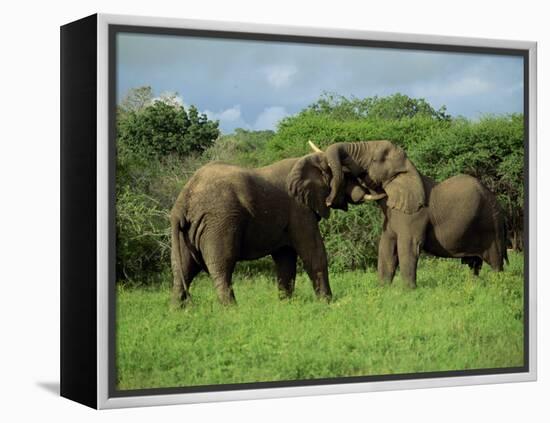 Two African Elephants Greeting, Kruger National Park, South Africa, Africa-Paul Allen-Framed Premier Image Canvas