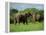 Two African Elephants Greeting, Kruger National Park, South Africa, Africa-Paul Allen-Framed Premier Image Canvas