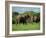 Two African Elephants Greeting, Kruger National Park, South Africa, Africa-Paul Allen-Framed Photographic Print