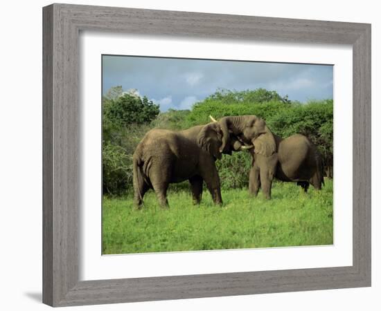 Two African Elephants Greeting, Kruger National Park, South Africa, Africa-Paul Allen-Framed Photographic Print