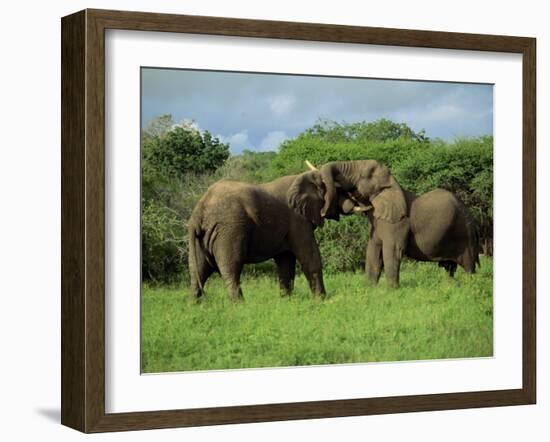 Two African Elephants Greeting, Kruger National Park, South Africa, Africa-Paul Allen-Framed Photographic Print